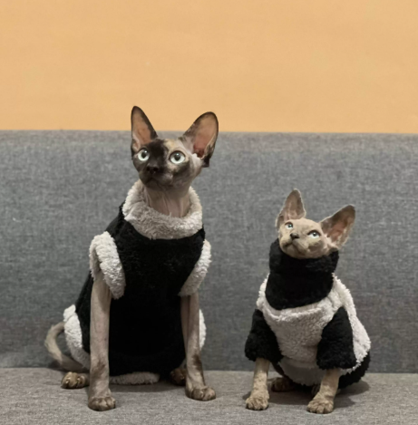 Abrigo Gatito Sin Pelo Invierno | Suave y Cálido